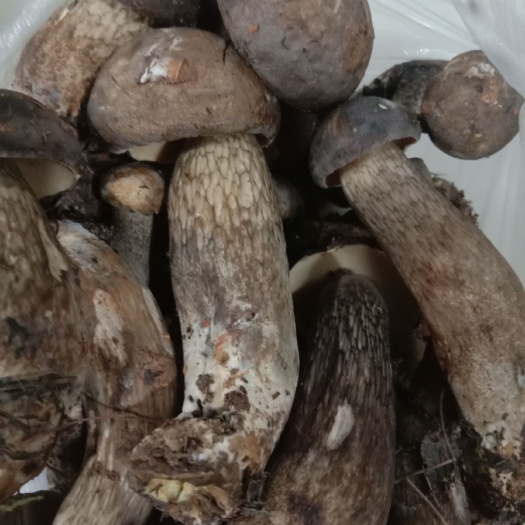 蓝山县 新鲜野黑牛肝菌