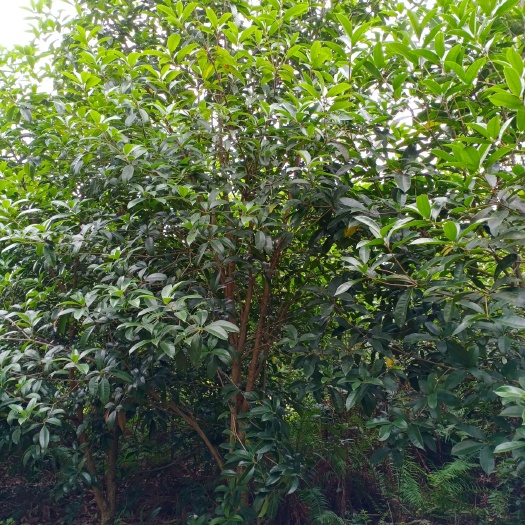 宜宾普通桂花树