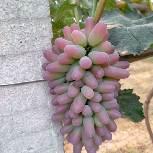 辛集市香甜可口茉莉香葡萄