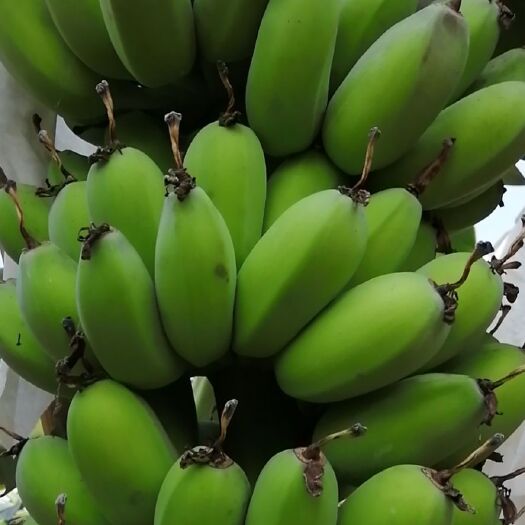  香蕉苹果蕉