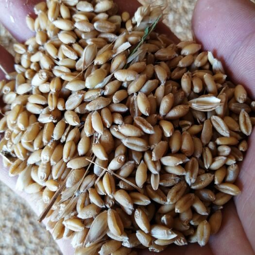 洛宁县 大量小麦