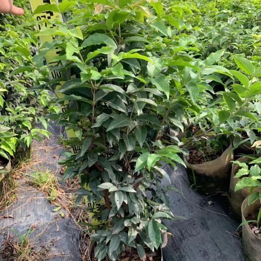 灵山县艾斯卡嘉宝果苗