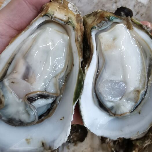 广州珠海生蚝 批发各地生蚝，扇贝，带子，价格实惠