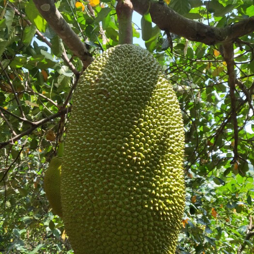 保亭县 海南保亭菠萝蜜