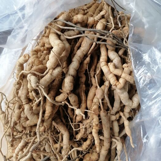 博罗县 巴戟天