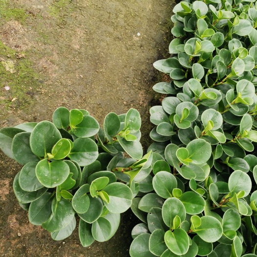豆瓣绿，碧玉盆栽