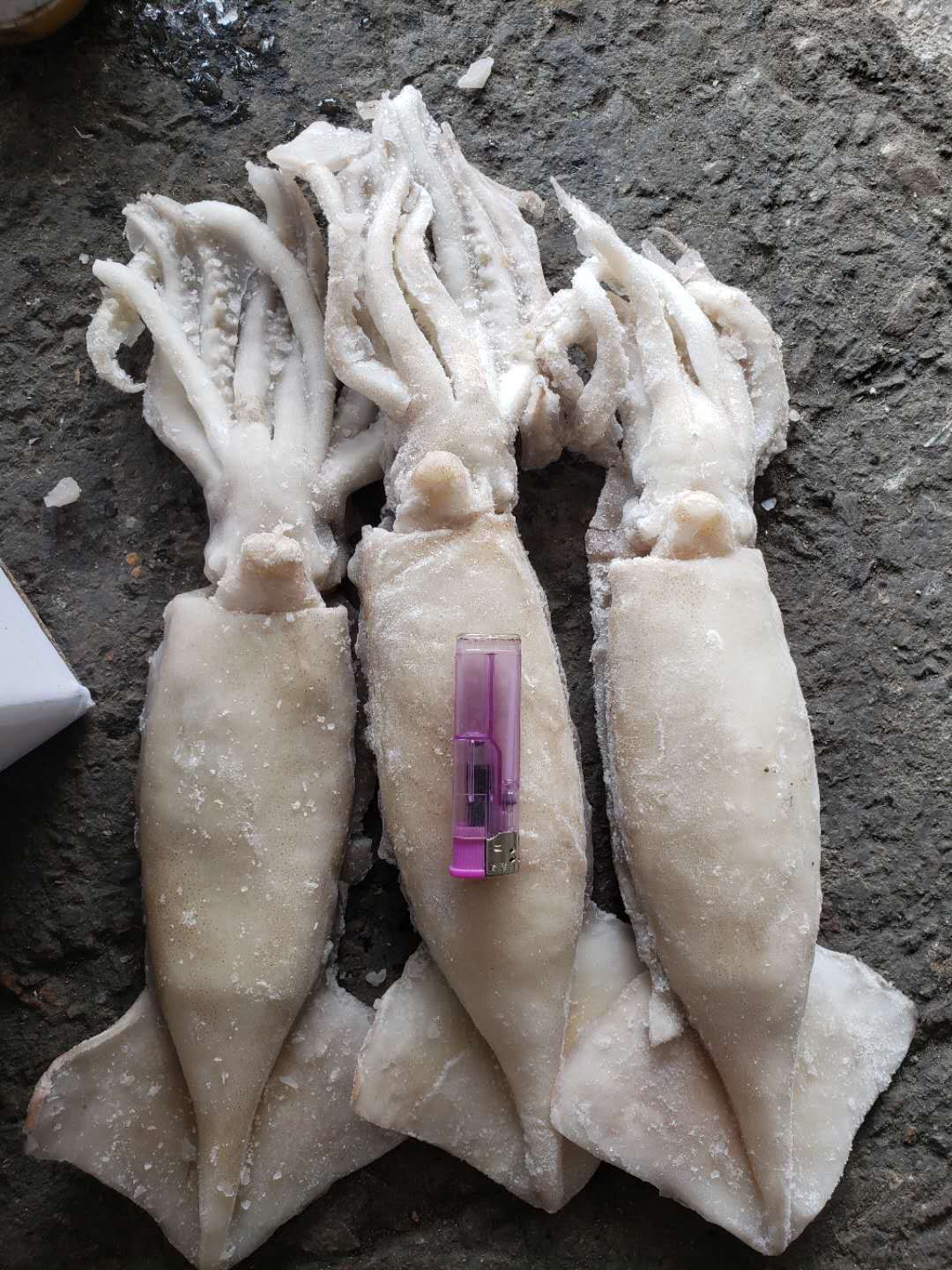  阿根廷鱿鱼，船冻，冷库直发