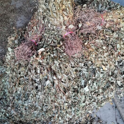 重庆市 全青扎把鱼腥草