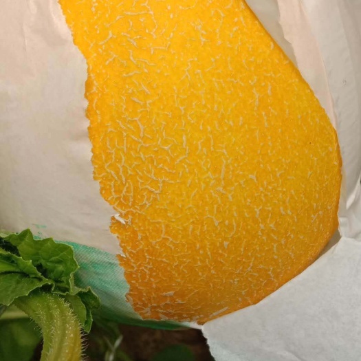 饶阳县久红瑞甜瓜  河北饶阳代办九红瑞，西州蜜甜瓜，各种甜瓜