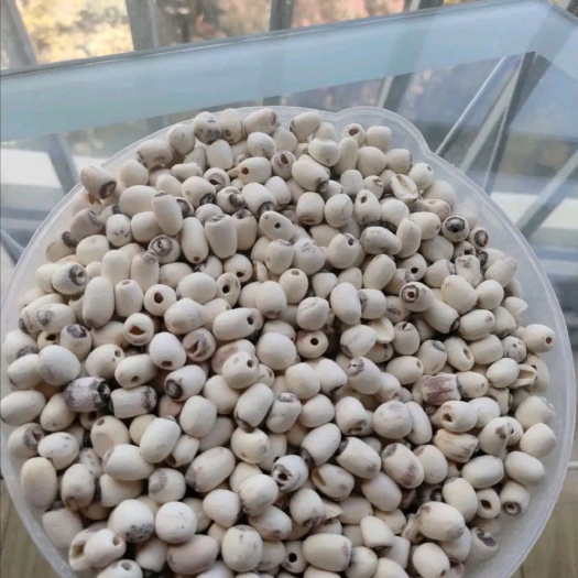 昆明 莲子，湘莲，去芯