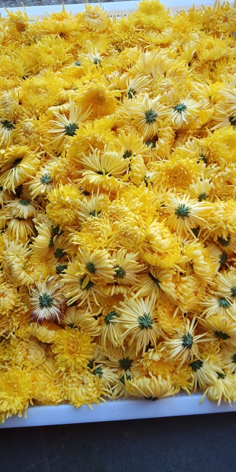  精品金丝皇菊