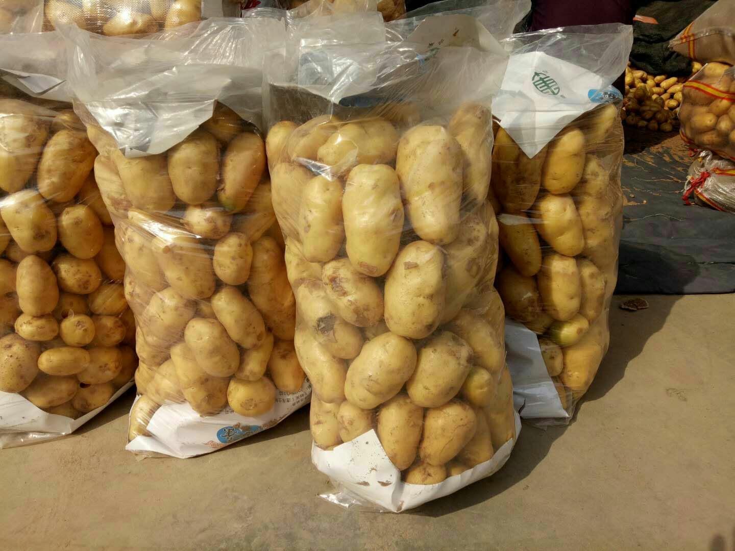 荷兰15  新土豆[荷兰十五]地头货源*全国代发