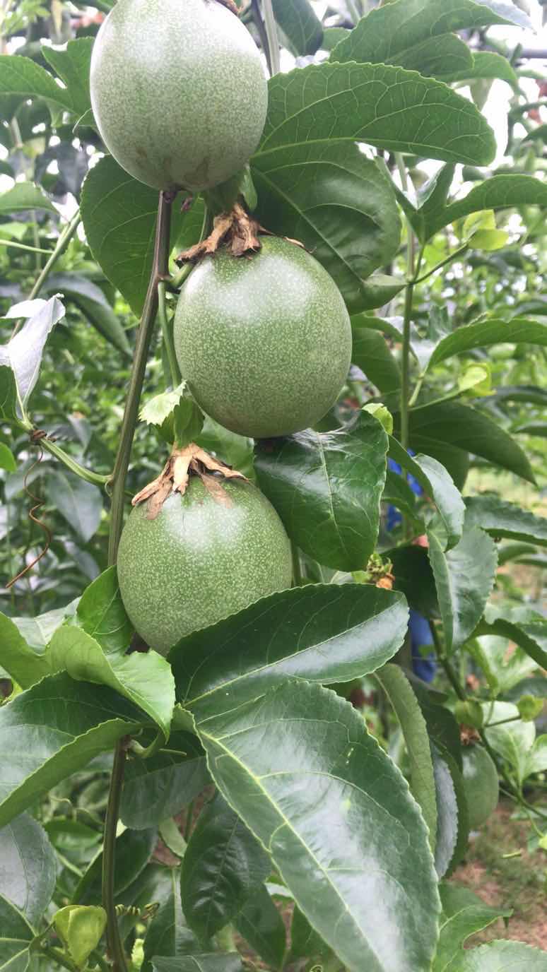 台农一号百香果 本地一级大果
