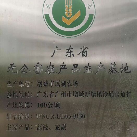 广州挂绿荔枝 1.5cm