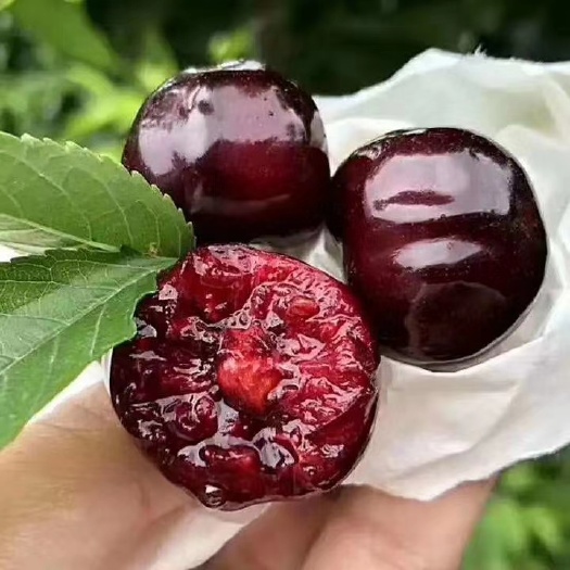 汉源县 汉源甜樱桃