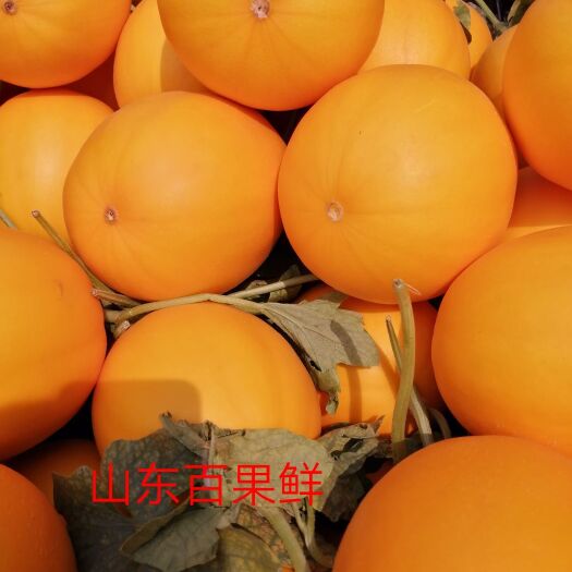 莘县瑞红香瓜 我国香瓜第一镇原产地代办，代收信誉第一，互惠互利，合作共赢！