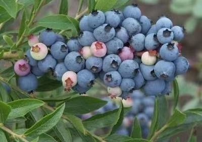 蓝丰蓝莓 12 - 14mm以上 鲜果