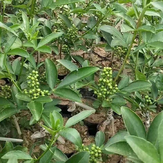 无刺花椒苗  嫁接无刺花椒 滕椒嫁接苗  品种保证 假一赔十  保证成活
