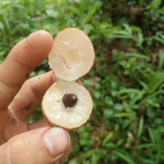 高州市白腊荔枝 现摘现发