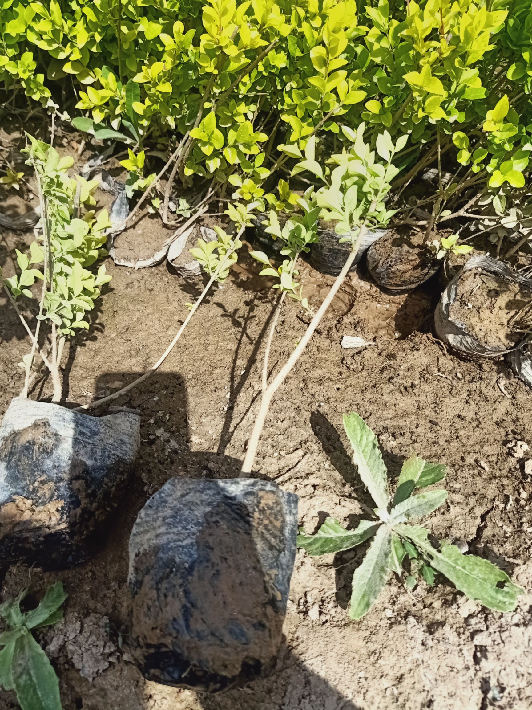 金叶女贞苗  自家苗圃种植