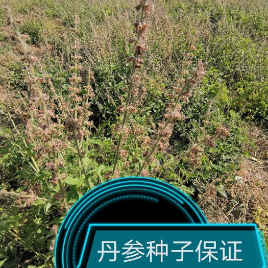 亳州丹参种子