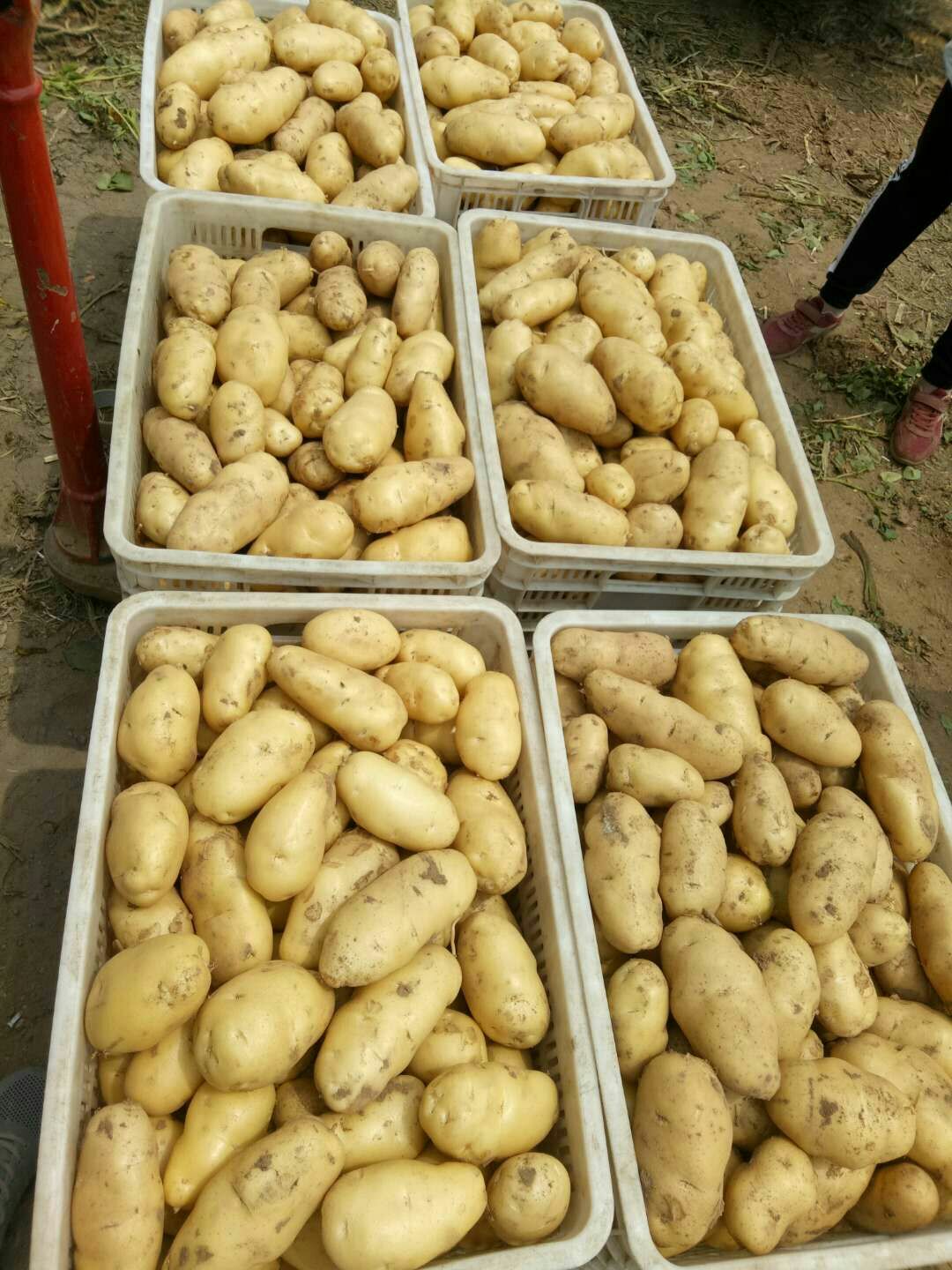 荷兰15  新土豆[荷兰十五]地头货源*全国代发