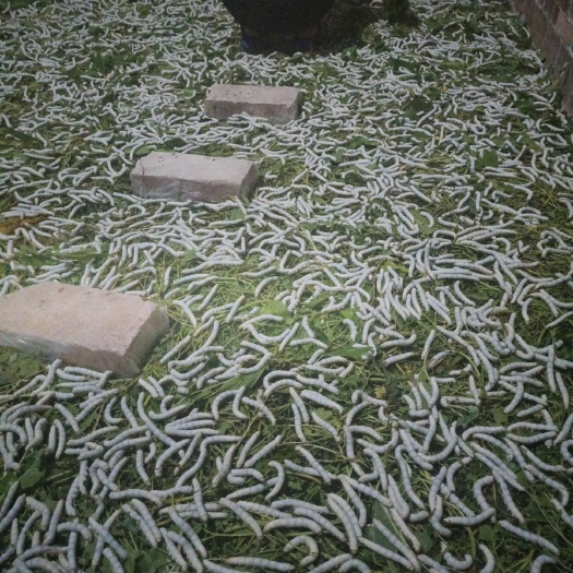 罗城县 做蚕丝被的