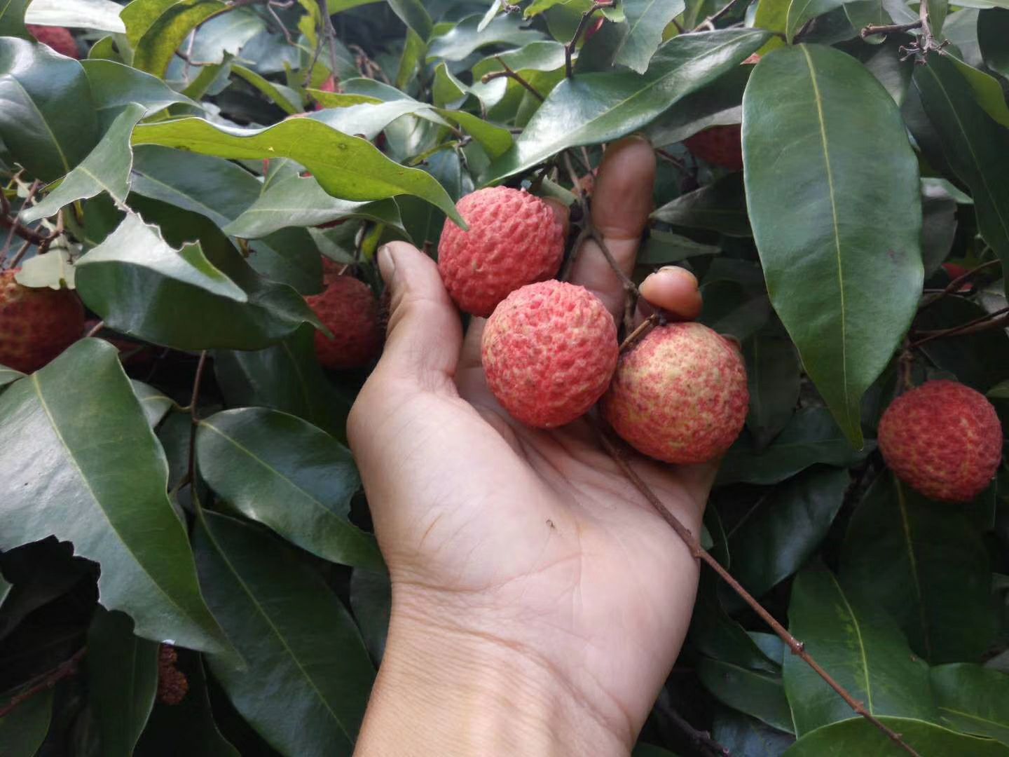 广东荔枝 糯米糍荔枝 10斤果大核小厚肉 清甜爽口 顺丰空运