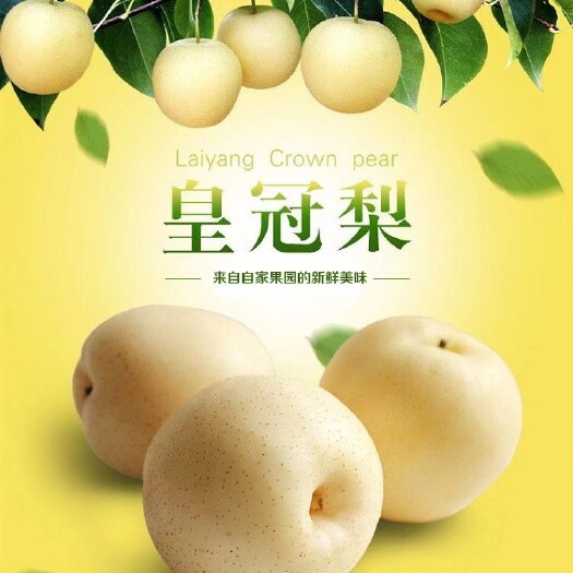 宁晋县 河北皇冠梨水果梨子新鲜