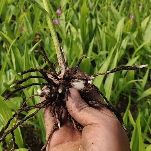 商洛紫花白芨苗  秦岭三叉白芨紫花基地直销，技术指导，包回收白芨