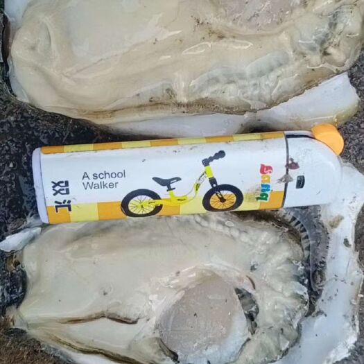 庄河市 三倍体生蚝货源地直供，2两半以上统货。货源充足稳定，肥度好