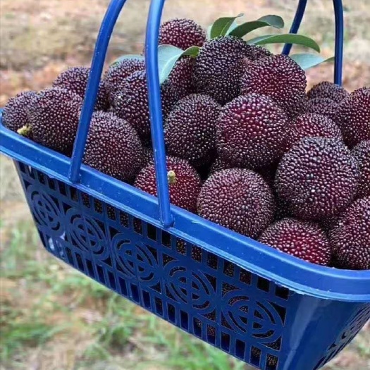 兰溪市 兰溪精品黑炭杨梅，味甜汁多，开胃健脾
