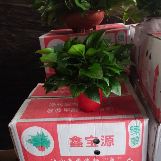 广州绿萝 绿罗