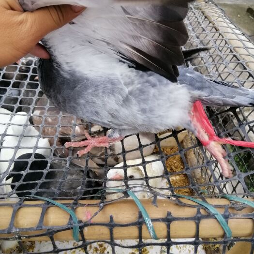 肇庆超靓灰鸽