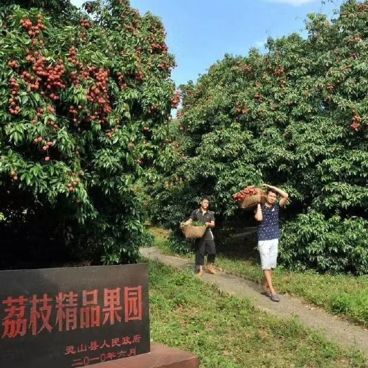 灵山县 广西灵山妃子笑 荔枝 新鲜采摘 顺丰空运一件代发包邮