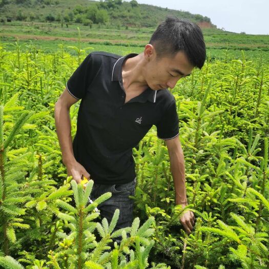 陇南其它苗木 给钱就卖