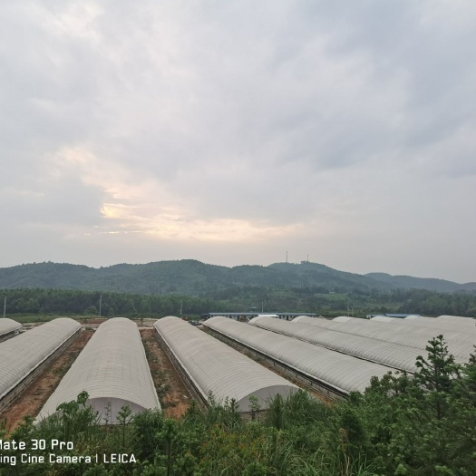武冈市有机肥 发酵干鸡粪肥 蔬菜 果树药材种植底肥 鸡粪农家肥料