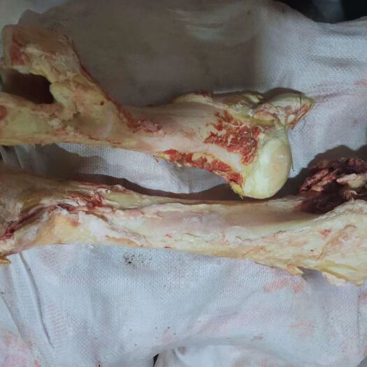 锡林浩特 8根牛棒骨