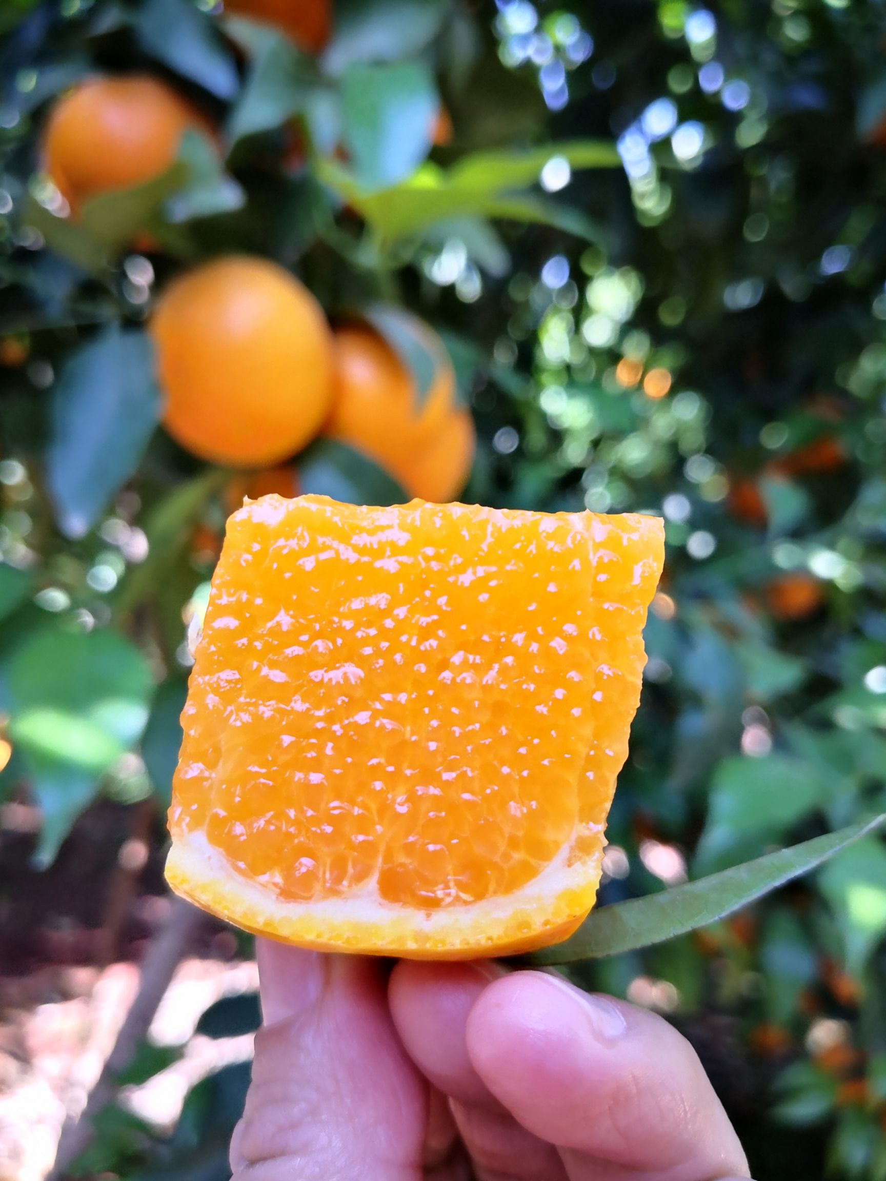 云南大理宾川县沃柑