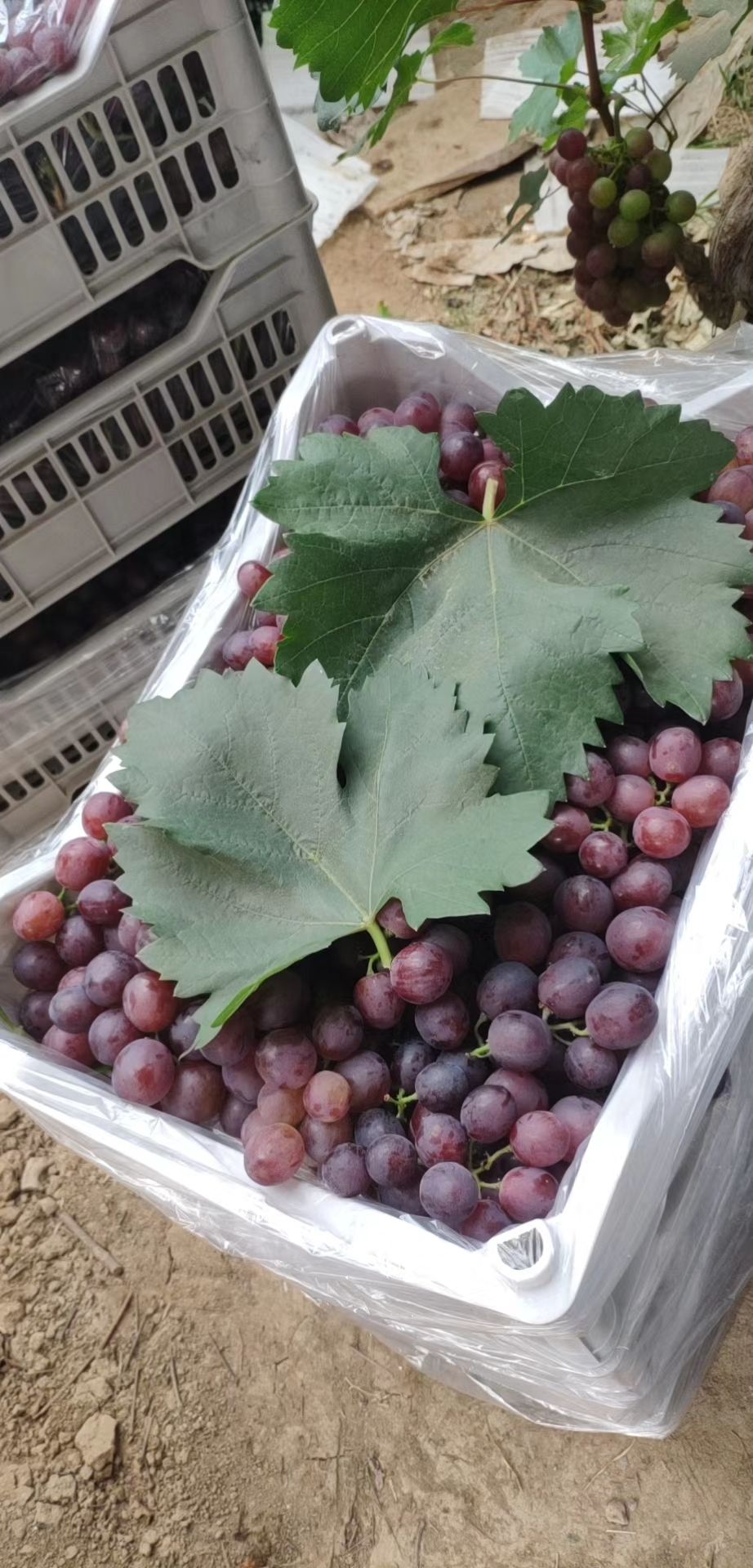  葡萄葡萄__陕西渭南高质低价扎那葡萄