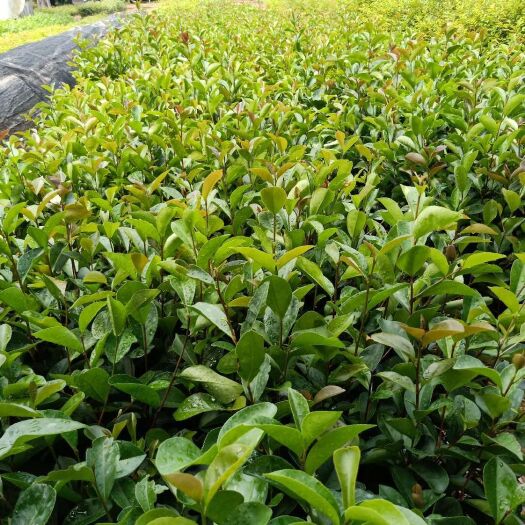 广州 油茶苗