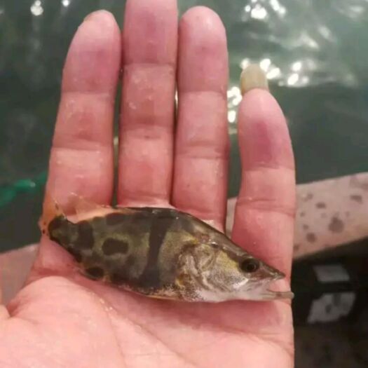 广州 桂花鱼苗 鳜花苗 桂鱼苗种 翘嘴鳜苗 淡水活体鱼苗