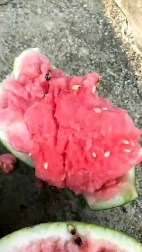 武汉8424西瓜苗 红红心脏翠绿衣，圆圆身材惹人喜。脆甜多汁皮又薄瓜待田间等你取