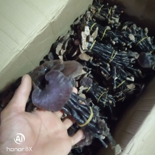 龙陵县 竹灵芝