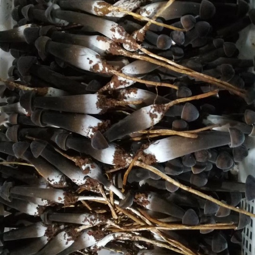 江华县 黑皮鸡枞菌是食用菌四大之一的菌王，营养丰富