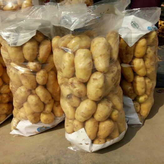 沂水县荷兰15  荷兰十五土豆*产地批发*品质保证