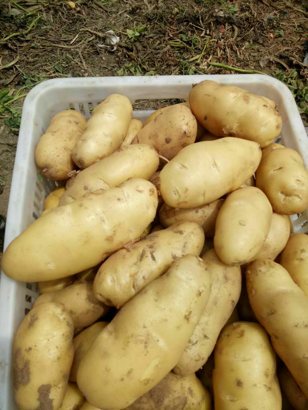 荷兰15  新土豆[荷兰十五]地头货源*全国代发