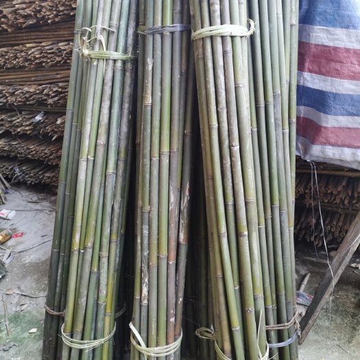 道县麻竹 菜架竹