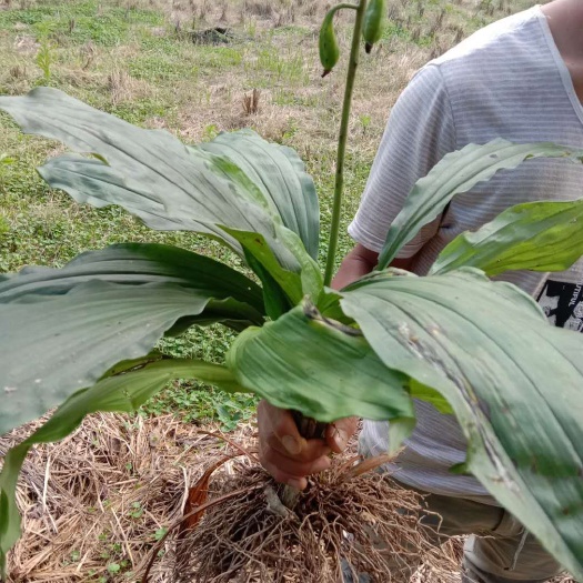 黎平县九子连环草  九节虫，，，