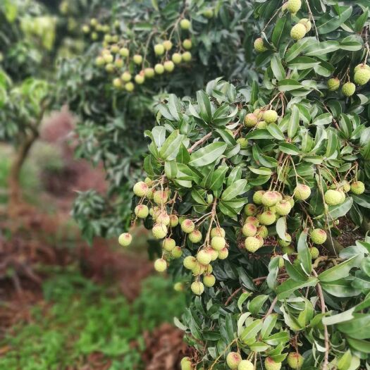 广州 增城四丰桂味荔枝